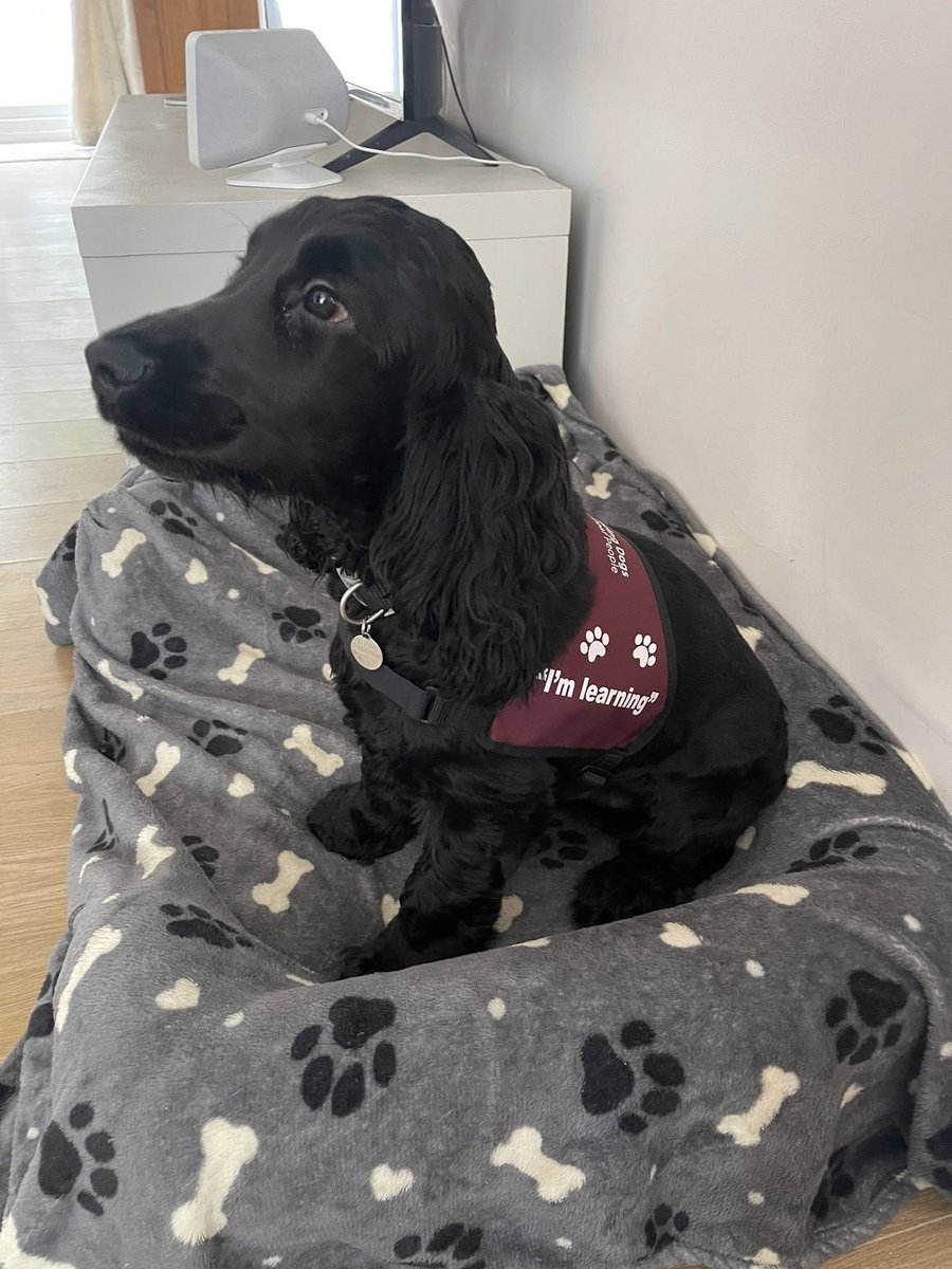 HearingDogs tweet picture