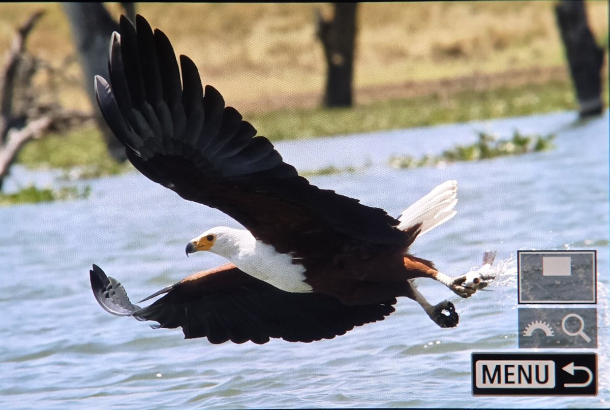 _TCartz's tweet photo. Our day at Lake Naivasha truly spoilt us. A boat tour gave close views of Giant Kingfisher whilst African Fish Eagles put on a show.
The nearby woodland treated us to Grey-crested Helmetshrikes. https://t.co/3hfZ7Zdw3G