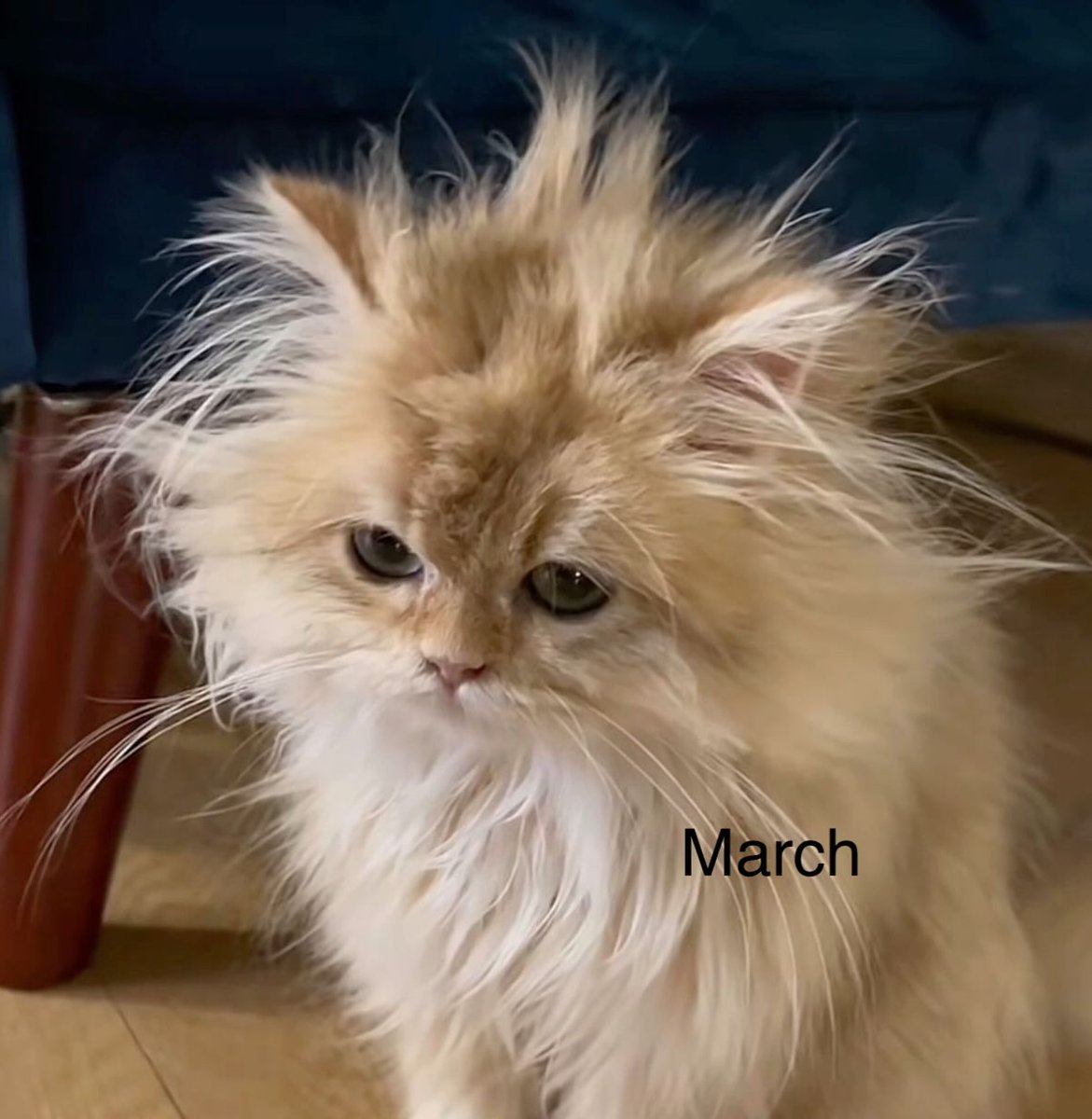 aurelio_vito's tweet photo. Which random cat matches your birth month? Some of you got blessed. Others got absolutely humbled. Drop your birth month and tell me if your cat matches your personality. https://t.co/X9NC2xVWbb