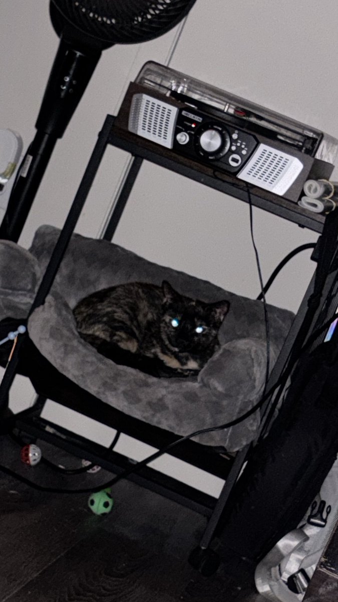 Stupiido_'s tweet photo. She sleep under the record player https://t.co/b1bY1zyYId