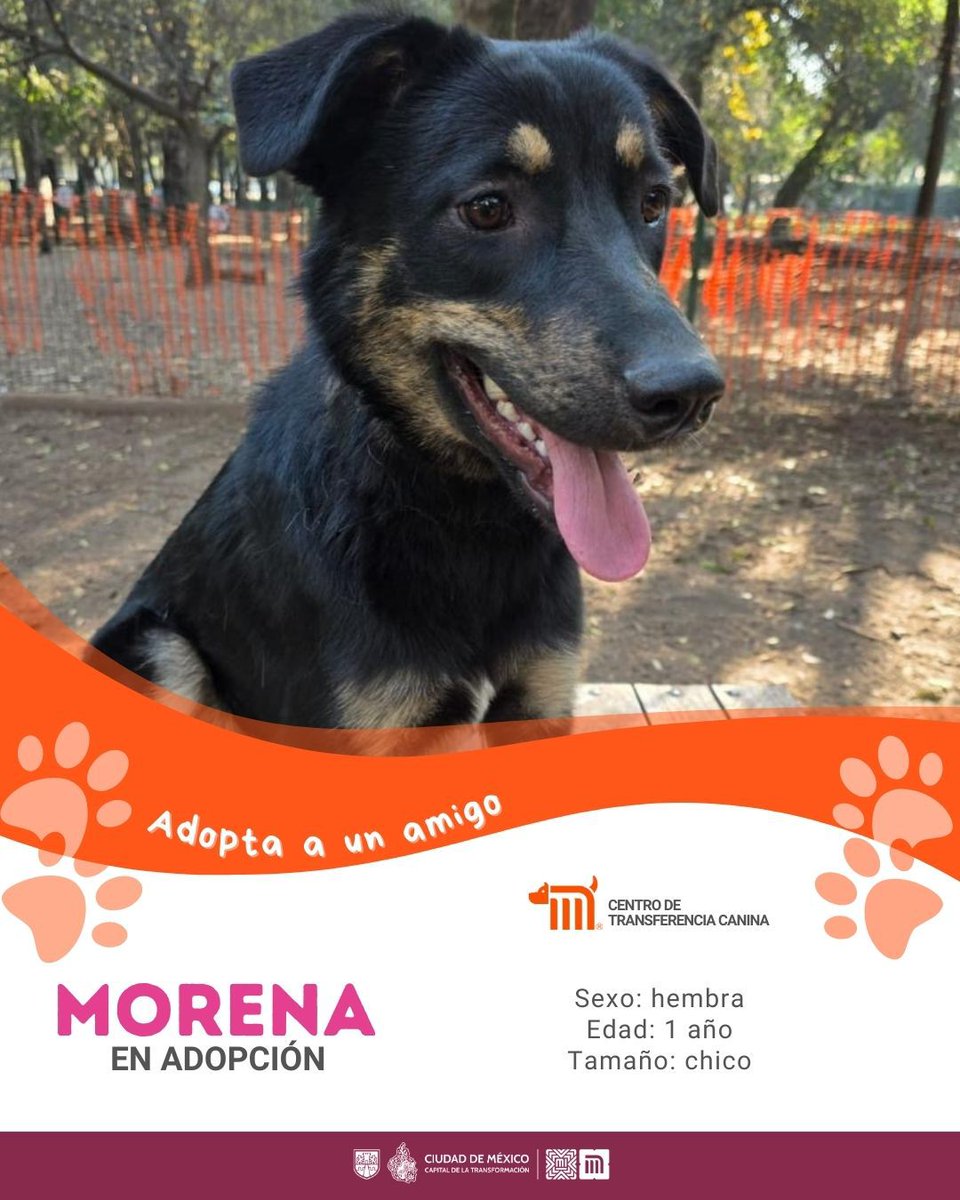MetroCDMX's tweet photo. "Morena" está en busca de una familia, si deseas darle la oportunidad de ser adoptada comunícate con el @ctcdelmetro, vía e-mail a: ctc@metro.cdmx.gob.mx  
Consulta requisitos de adopción en 👉🏼 https://t.co/vy9M5dnm1J 🐾  #AdoptaNoCompres 🐶🏡 https://t.co/o3hcpi0Nrp