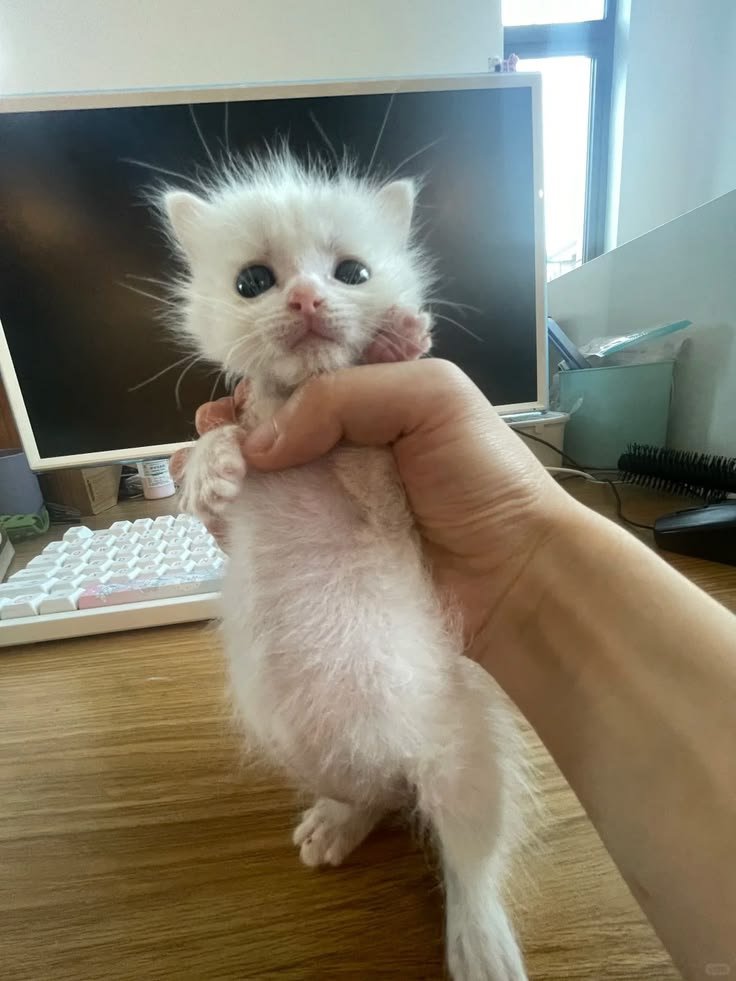 0CatX's tweet photo. https://t.co/P0hPEQYpOL