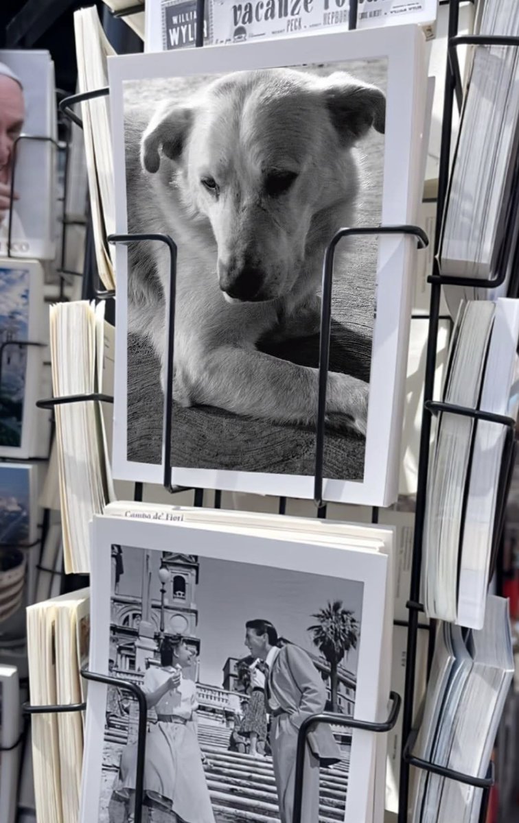 ALAN___LUNA's tweet photo. BLANCO Y NEGRO

UNA FOTO DE UN PERRO EN LA CDMX.

#photography #fotografia #CDMX https://t.co/qrBoqhyfm3