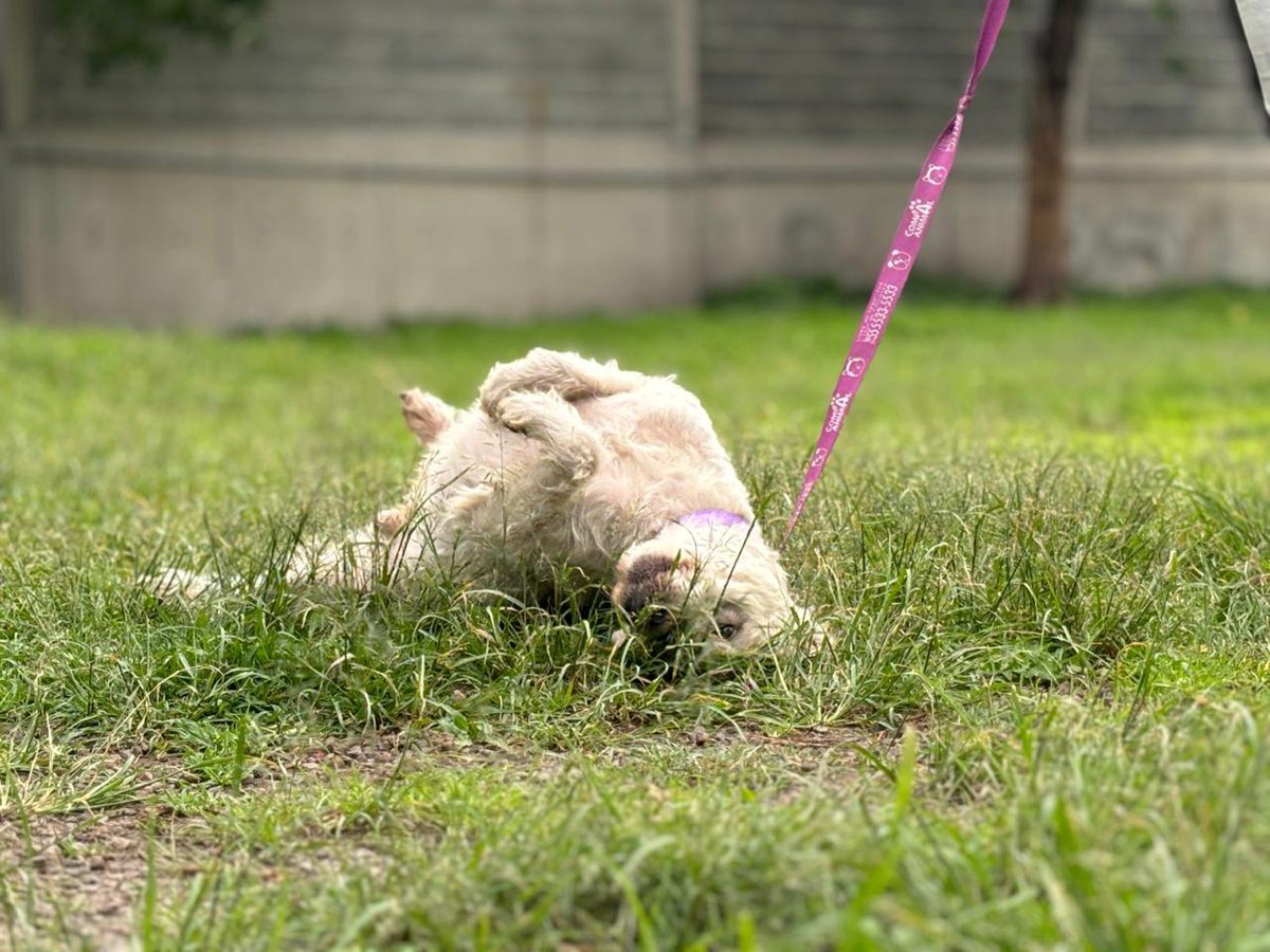 MetroCDMX's tweet photo. Todos los perritos rescatados en zona de vías o riesgo, son trasladados al @ctcdelmetro, lugar donde son valorados por médicos veterinarios. Si deseas darle la oportunidad algún lomito, consulta: https://t.co/13Bx1M33yD  🐾 #AUnMetroDeSuHogar #AdoptaNoCompres 🐶🏡 https://t.co/Ke7fxcEtL2