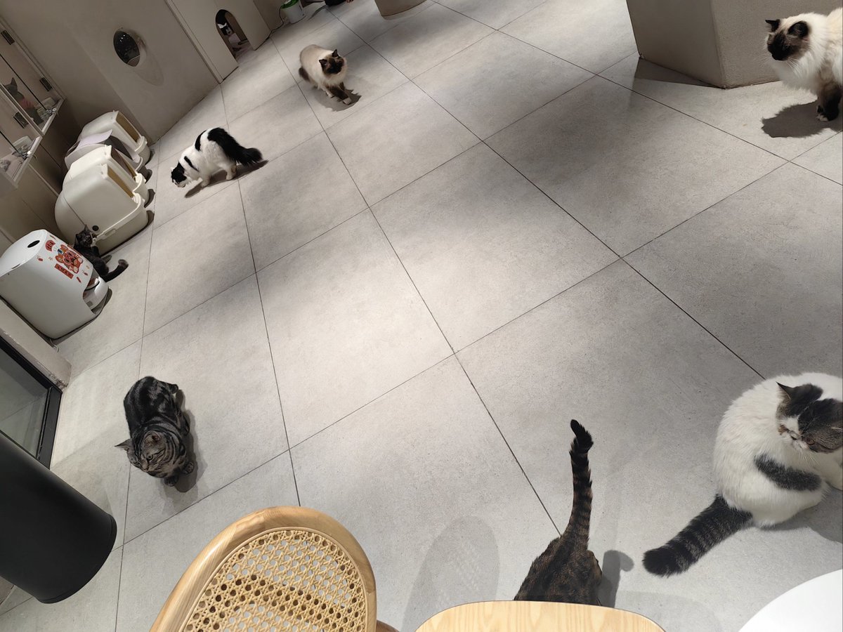 briso284937's tweet photo. My intern brought matcha lattes to the team, and accidentally ordered 1 for each of our 7 cats (we have a "pet-friendly office" rule). Now half the team is chasing kitties with lids—best 9 AM chaos ever! https://t.co/EdKiDZOkBi