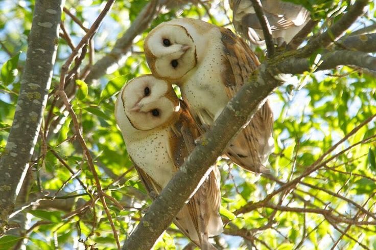 nerdyverz's tweet photo. I think owls are so unique and cool https://t.co/u8wmUBDjXg