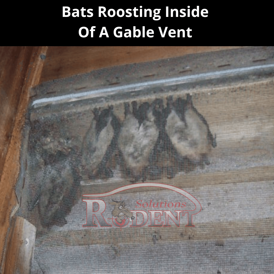 rodentsolution's tweet photo. 🦇 Bats in Lakewood Ranch? Don’t Panic—Get the Facts! Bats play an important role in Florida’s ecosystem by helping control insect populations, but you probably don’t want them setting up their new home in your attic!

👉 Read the Bat Guide at
https://t.co/Smsw1ME8aY https://t.co/P32CoXZRSd