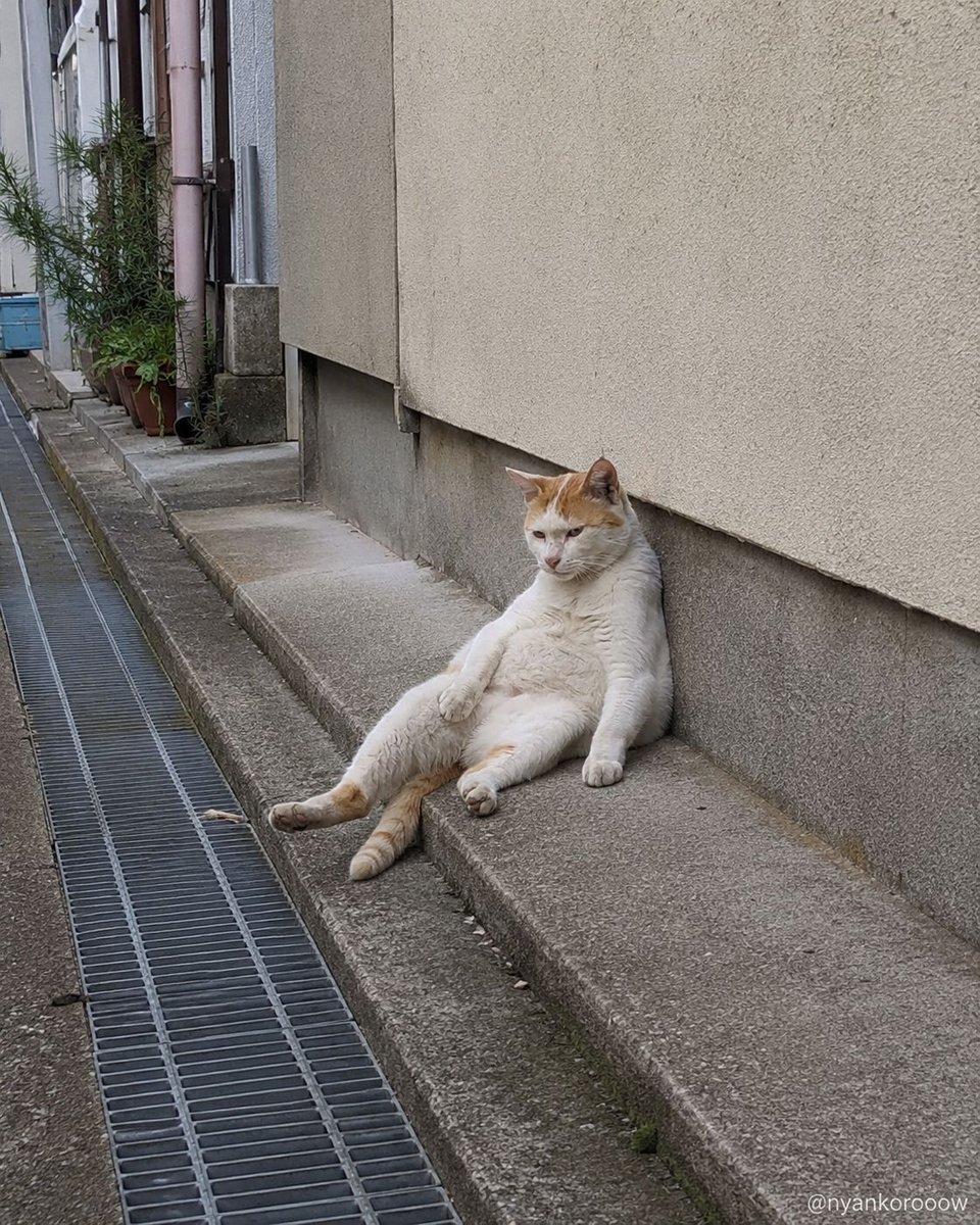 nyankorooow's tweet photo. 散歩中、人生2周目みたいな猫に会った。 https://t.co/NeFdOe2ynb