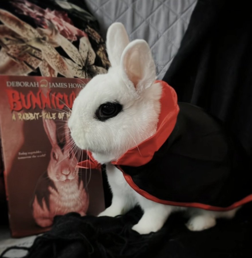 poviollet's tweet photo. bunnicula:3 https://t.co/Tv5WDQyI6G