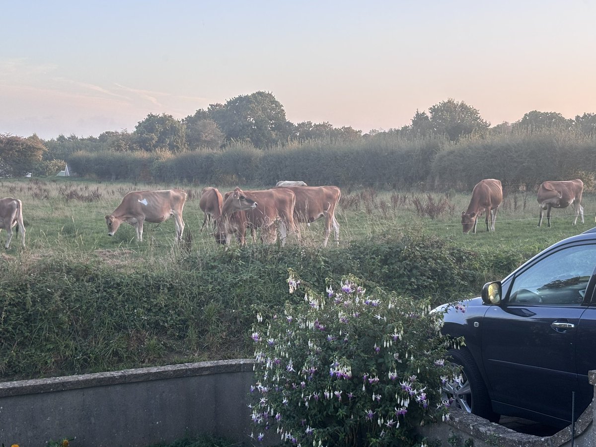 PaulJE3's tweet photo. Current view from my living room
#JerseyCows https://t.co/MLIRv7XQLD