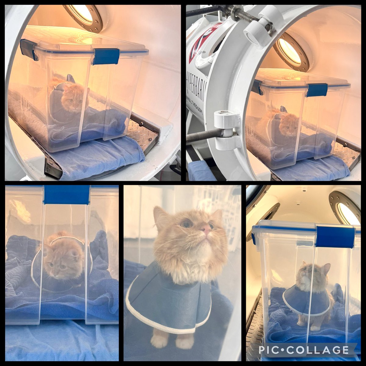 TheHerdHouse's tweet photo. It’s not the Titan mini sub. It’s the Bioshield hyperbaric oxygen therapy chamber!
Sunset Boulevard had a great time. She even got a blanket and tote to match her fancy Elizabethan Collar dress. #FallFashionWeek
She has a second session this afternoon. One on Wednesday and two on Thursday
Thank you to everyone who made this
possible for her. Financially and emotionally. I appreciate you all so much.