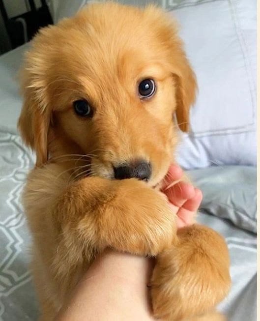 PuppyParaddgo7's tweet photo. https://t.co/jCzTeOcx1t