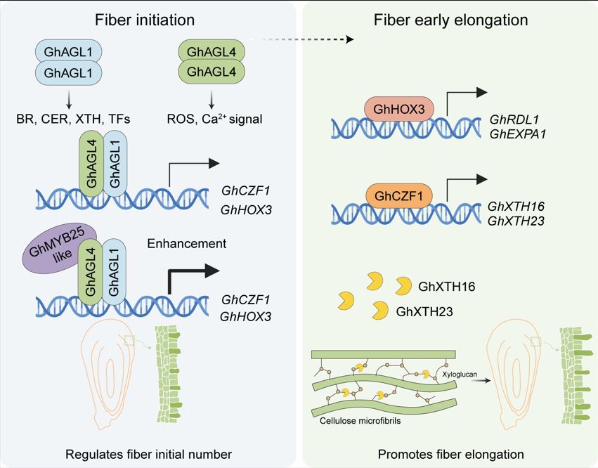 ThePlantCell's tweet photo. Heterodimers of the MADS transcription factors GhAGL1 and GhAGL4 modulate cotton fiber initiation and elongation (Mengling Sun , Yawen Xiao , Xiaxia Liu , et al) https://t.co/vlXArnifC9 @ASPB #PlantSci https://t.co/CXIFwMVVbT