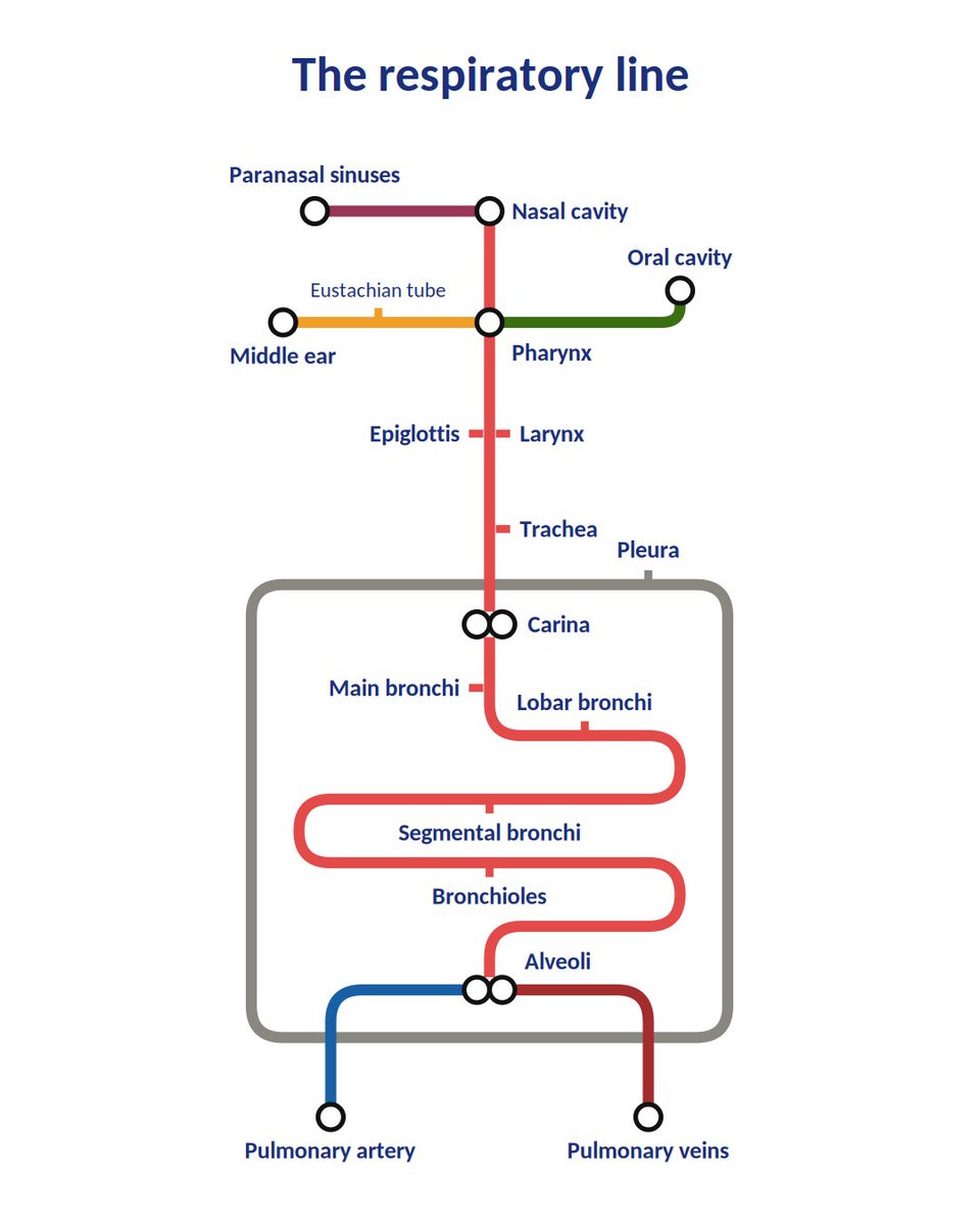 doctorabouleila's tweet photo. The respiratory line #meded #FOAMed #medtwitter #criticalcare #FOAMcc https://t.co/e4BDOBWCJw