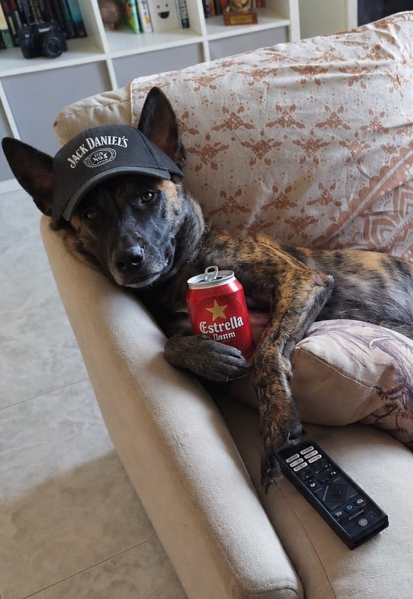 AlexRedfieId's tweet photo. "Un perro grande no puede vivir en un piso"

Mi perro: https://t.co/B1zn040KCD