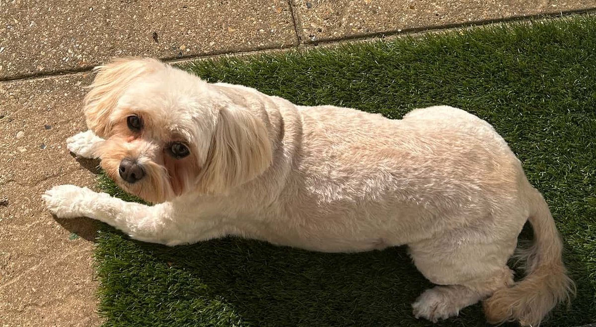 millypod1's tweet photo. ๐15 SEPT 2026 #Lost Bella #ScanMe
Shih Tzu Cross Female
We believe she got out of back garden..
Park Lane #HighWycombe #HP14
#Buckinghamshire
Owner recently moved to the area so she is not too familiar with surroundings
https://t.co/VW9q96nQsv https://t.co/5XZCeDAh22