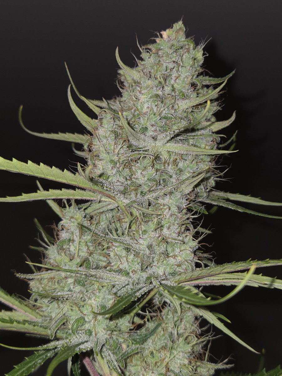 TheZAFactory's tweet photo. Lemon Tree large and in charge Day 62 🍋🌳🔥 @Fast_Buds https://t.co/jOYccfDjxX