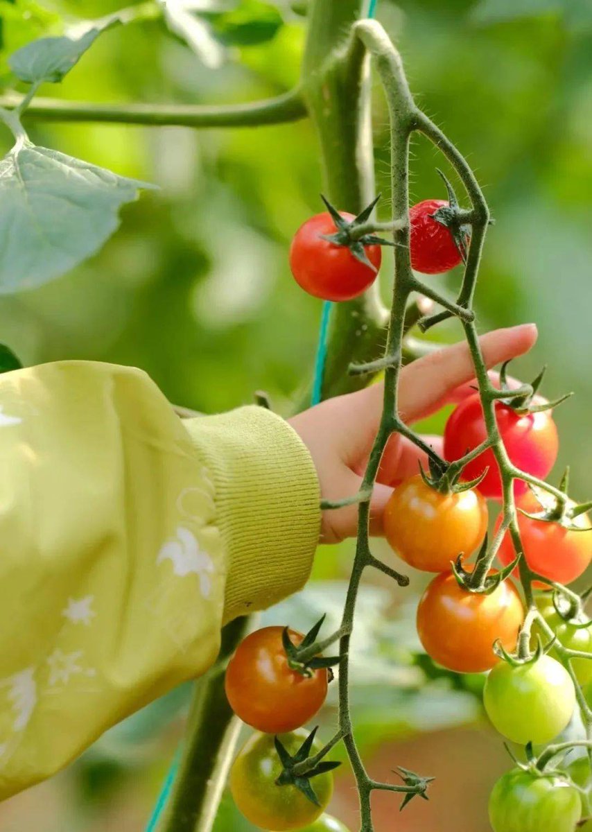shard534226's tweet photo. Just tried the new organic cherry tomatoes from local farms—burst with sweet, sun-ripened flavor, zero weird aftertastes! Perfect for salads or snacking. Would 100% buy again ， https://t.co/crIqFuzGhX