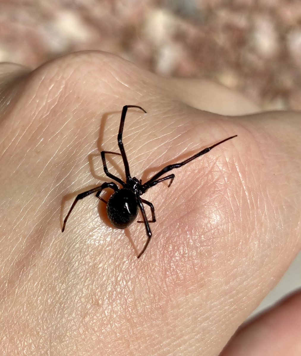 zombie_notfound's tweet photo. I do not EVER recommend doing what my dumbass did and grabbing a black widow after someone sprayed her web with Raid. 

I washed her off gently and she chilled with me for a few hours. 

Her thanks was letting me get these pictures and not biting me. https://t.co/aboHi8PLLW