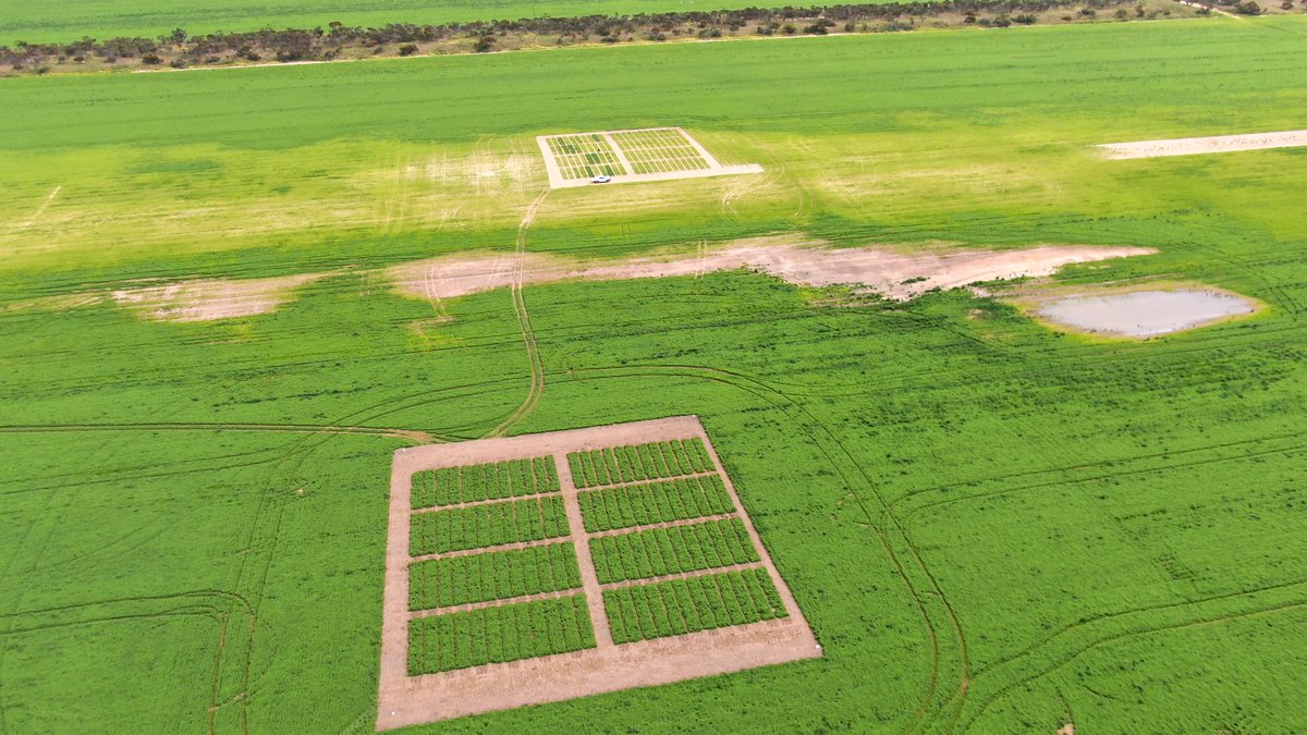 KevinDart01's tweet photo. Some incredible responses this year with our work in lentils on poor performing EP sands! https://t.co/HNPS7A6DDl