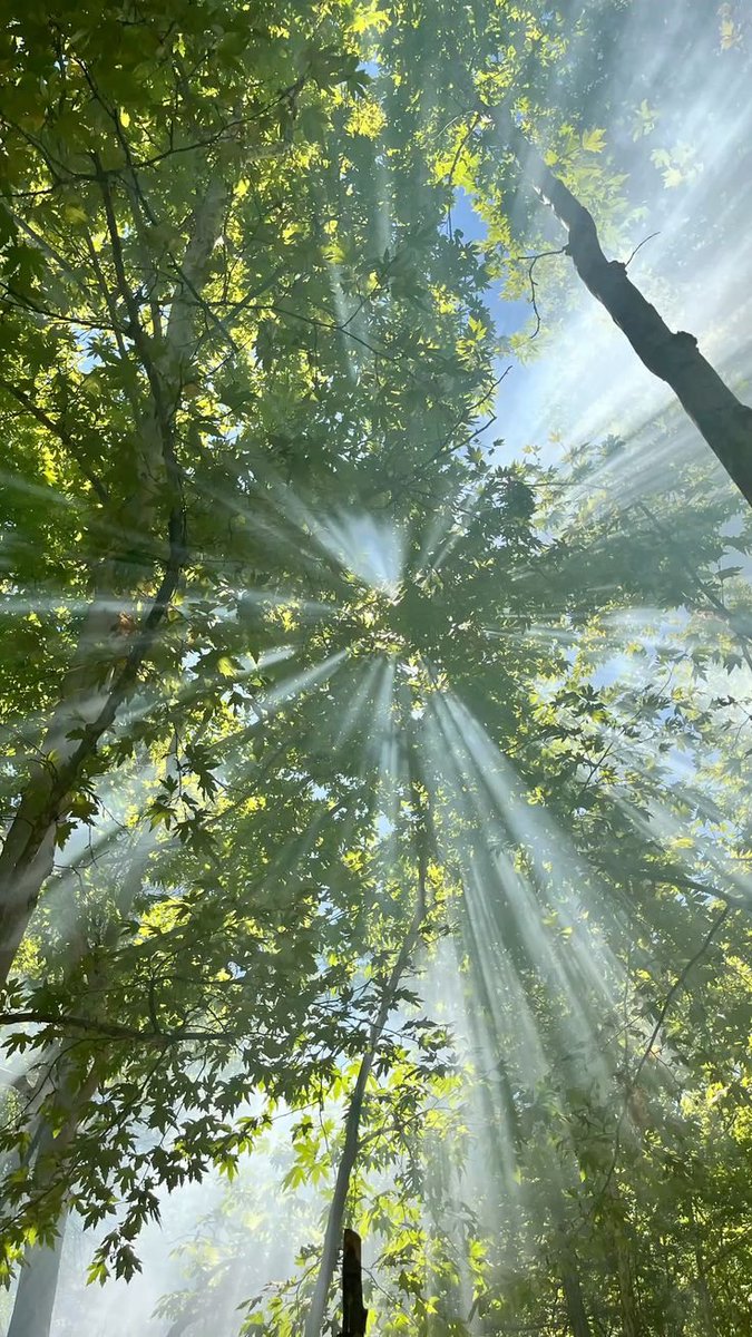 purelivn's tweet photo. sunlight https://t.co/mqZsj2IJEC