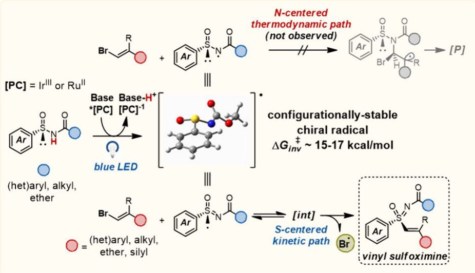 Stephenson_Lab's tweet photo. Finally online in @J_A_C_S!
We show that sulfinamidyl radicals can be diverted from N-centered reactivity toward S-centered C–S bond formation—enabling a modular photoredox synthesis of vinyl sulfoximines with excellent enantioretention.
https://t.co/gJYLwXYzwA…
#Photoredox https://t.co/xTMyFItA7d