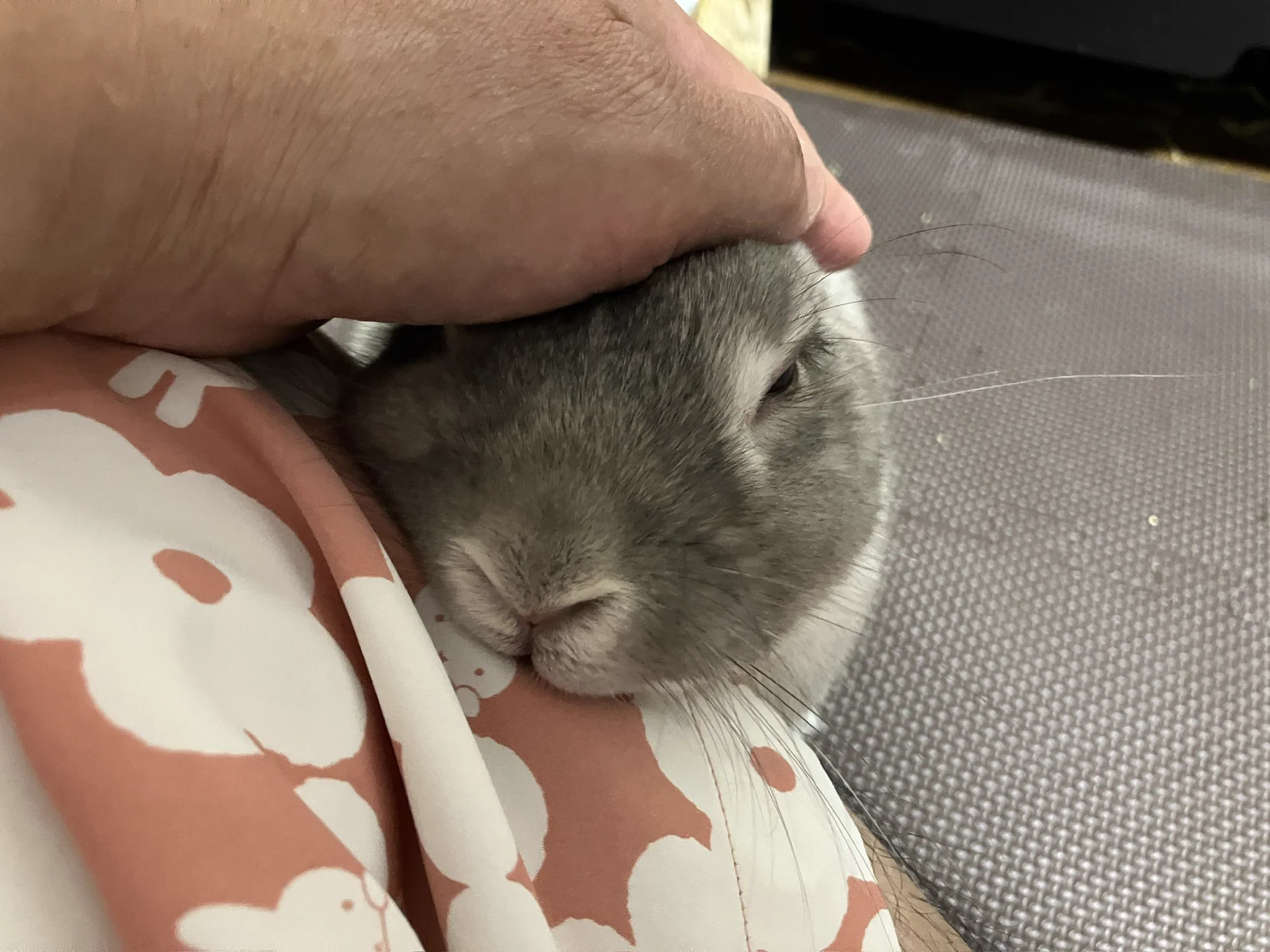 うさぎ② たっつぁん🐰 on X: 