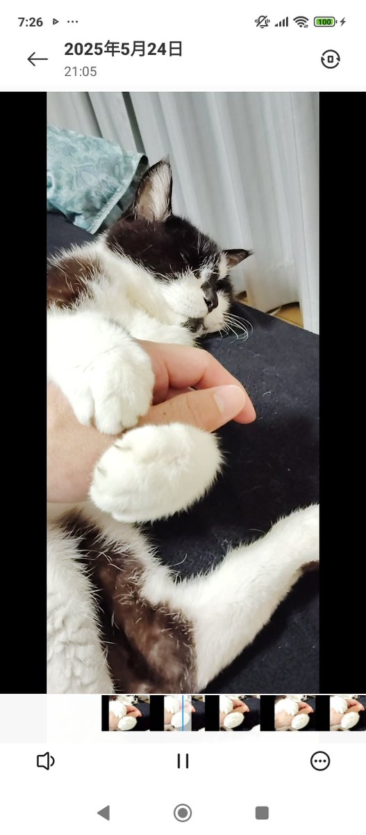 tetsuya32614708's tweet photo. 掴んで離しません🥰
#猫 https://t.co/eTtEpRTZCv
