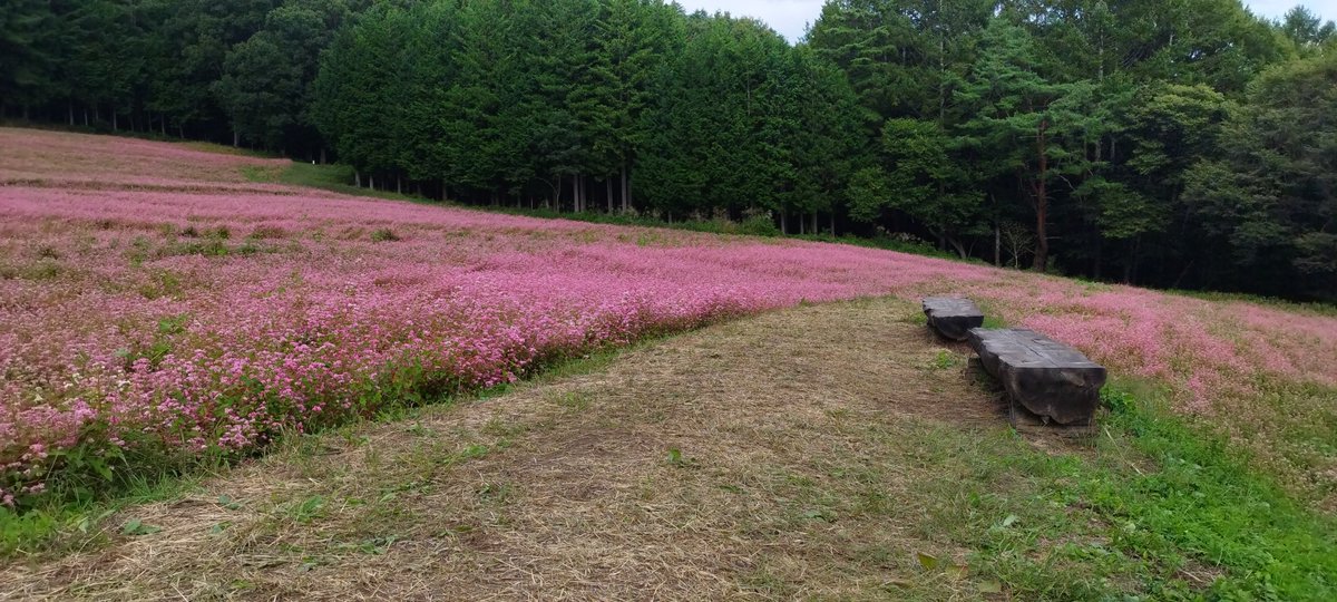 cyancyb's tweet photo. そばの花です！
おはようございます！ https://t.co/AHR3zaYG4c