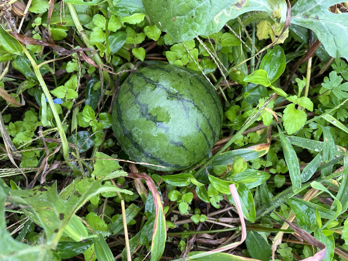 azamimedaka's tweet photo. おはようございます😃
また雨か。
夏の盛りに食べて捨てたスイカ🍉の種が成長して実をつけました。食べごろがわかりません。
庭には黄色い花がさかりです。 https://t.co/DQFJRlr9ZZ