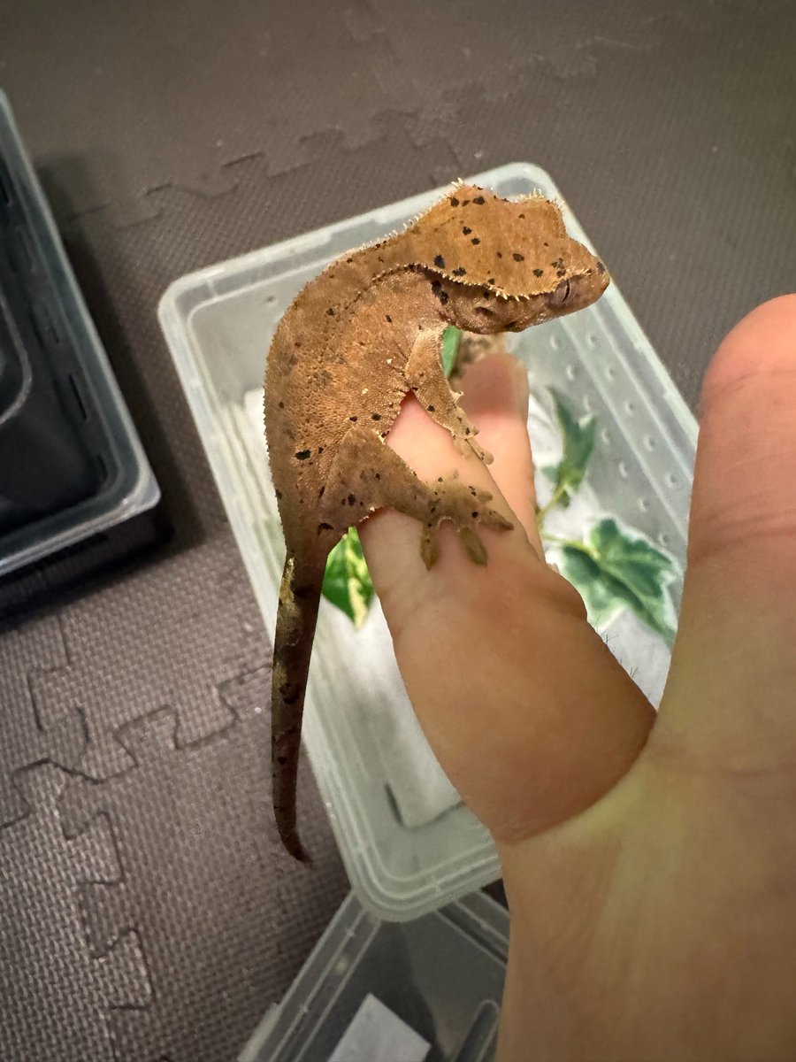 non_Gecko_1952's tweet photo. 将来が楽しみなダルちゃんず

どの子もまだ素敵な名前が思いつかない
から、まだ名無しちゃん

名付け悩む

#クレステッドゲッコー
#ダルメシアン https://t.co/NWRg1BLYe3