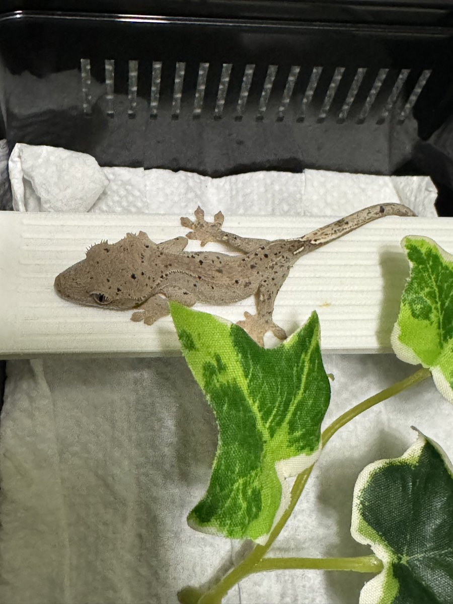 non_Gecko_1952's tweet photo. 将来が楽しみなダルちゃんず

どの子もまだ素敵な名前が思いつかない
から、まだ名無しちゃん

名付け悩む

#クレステッドゲッコー
#ダルメシアン https://t.co/NWRg1BLYe3