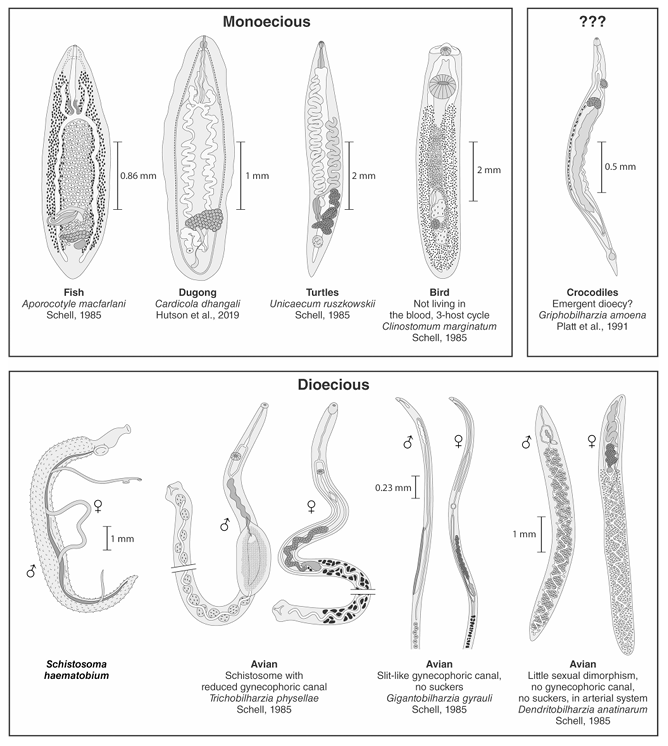 ErickRudianto's tweet photo. Amazing excerpt from this recently published paper about blood flukes (Schistosomatoidea). Just imagine their possible diversity within the dinosaurs...
Loker et al. (2026) From Bilharz’s twig to thriving tree: revealing the diversity of blood flukes
https://t.co/0nKMMawR45 https://t.co/WhBeE7HyFn