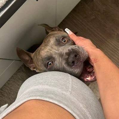 eiteblues's tweet photo. 👀 If you’re still not in my Telegram… you’re missing out.

Exclusive content 🔥
More updates 📲
No waiting around.

👇 JOIN NOW 👇
@knottymommy 

#dogs #k9 #USA #NSFW https://t.co/MEhunWEnD9