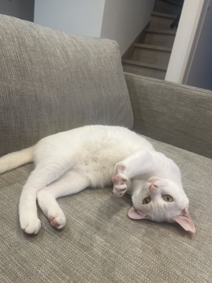 soineko_cat's tweet photo. るるちゃん初めましてのお打ち合わせ🐈

人見知りとのことで最初は2階へ行ってしまいましたが、お世話内容を確認しているときに会うことができました😊

帰り際には、なんとなでなでもさせてくれました🥰
少しずつ仲良くなれたら嬉しいな♡

るるちゃん、お留守番がんばろうね🐾 https://t.co/XSKL7V1K1x