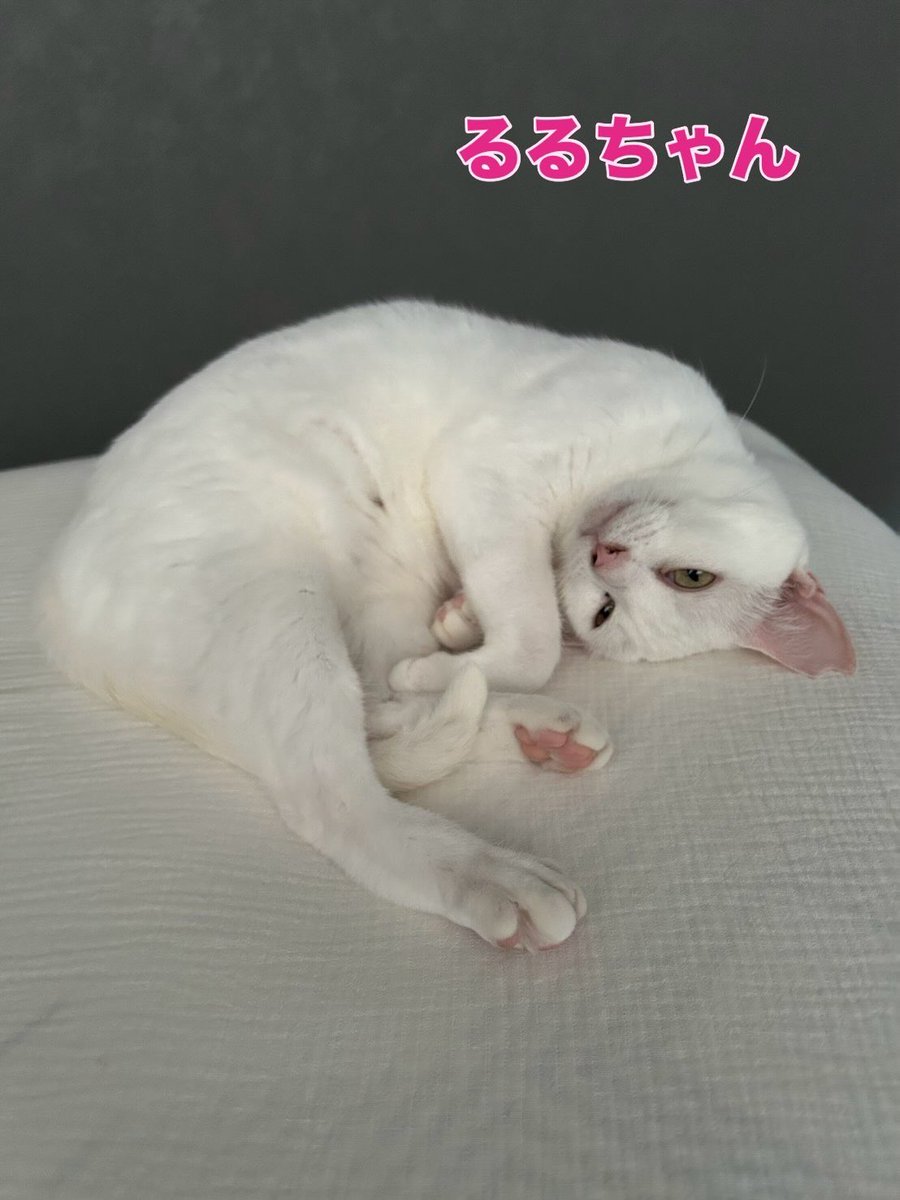 soineko_cat's tweet photo. るるちゃん初めましてのお打ち合わせ🐈

人見知りとのことで最初は2階へ行ってしまいましたが、お世話内容を確認しているときに会うことができました😊

帰り際には、なんとなでなでもさせてくれました🥰
少しずつ仲良くなれたら嬉しいな♡

るるちゃん、お留守番がんばろうね🐾 https://t.co/XSKL7V1K1x