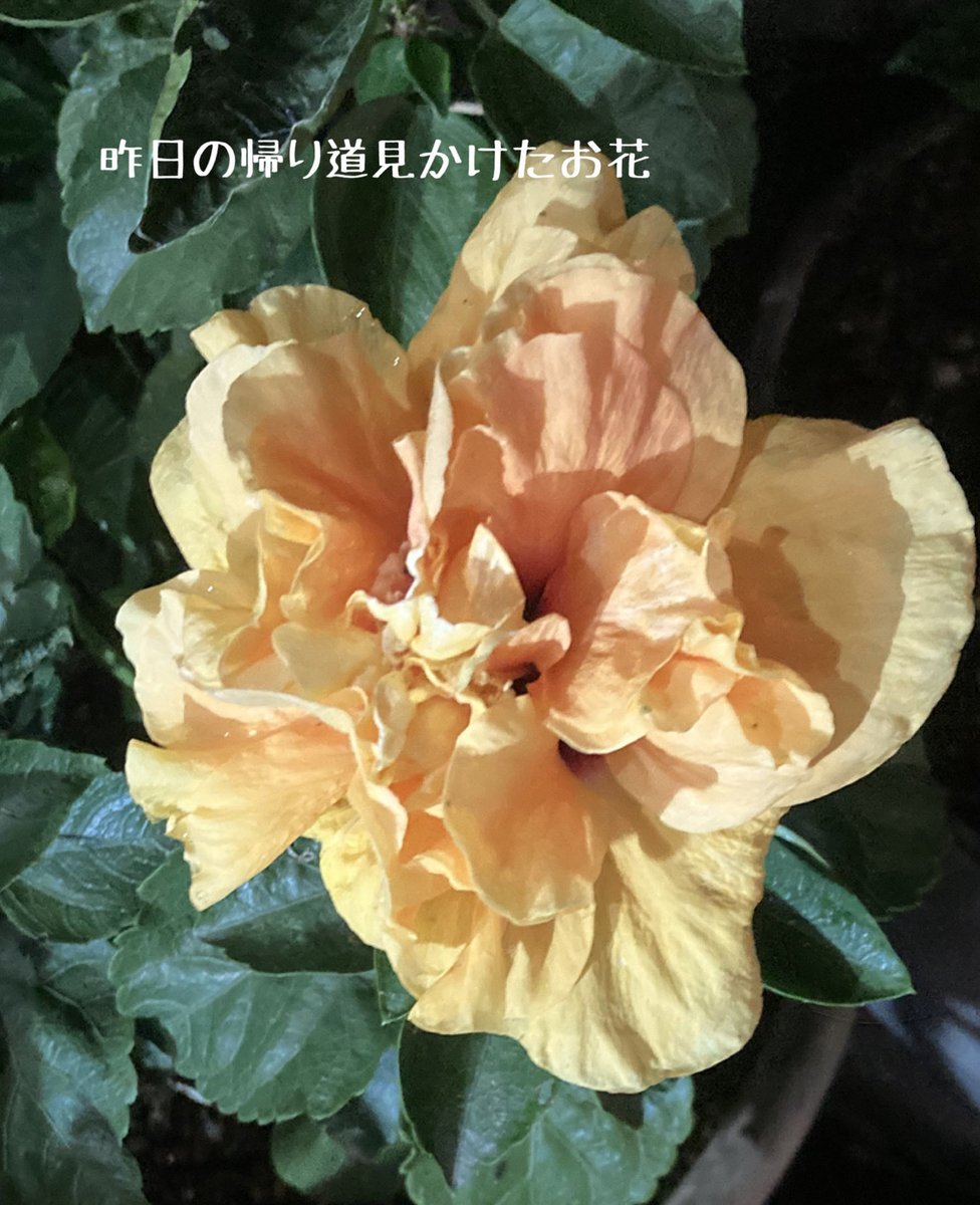 fxfx93069796's tweet photo. おはようございます

今日も朝から☔️
涼しいを通り越して 肌寒い
なんかまた🌀さん
休み狙ってくんの
やめてよねえ

あっ門別がなんと🕊️単キャリー2回？
あーん夢あるけど
難しすぎ🤣
東京記���はかたそうだね

さ、そんな楽しみを胸に
🐴やんない人ごめん
真ん中水曜
ぼちぼちいきますかね
またね🍀 https://t.co/tsVf7qIdk0
