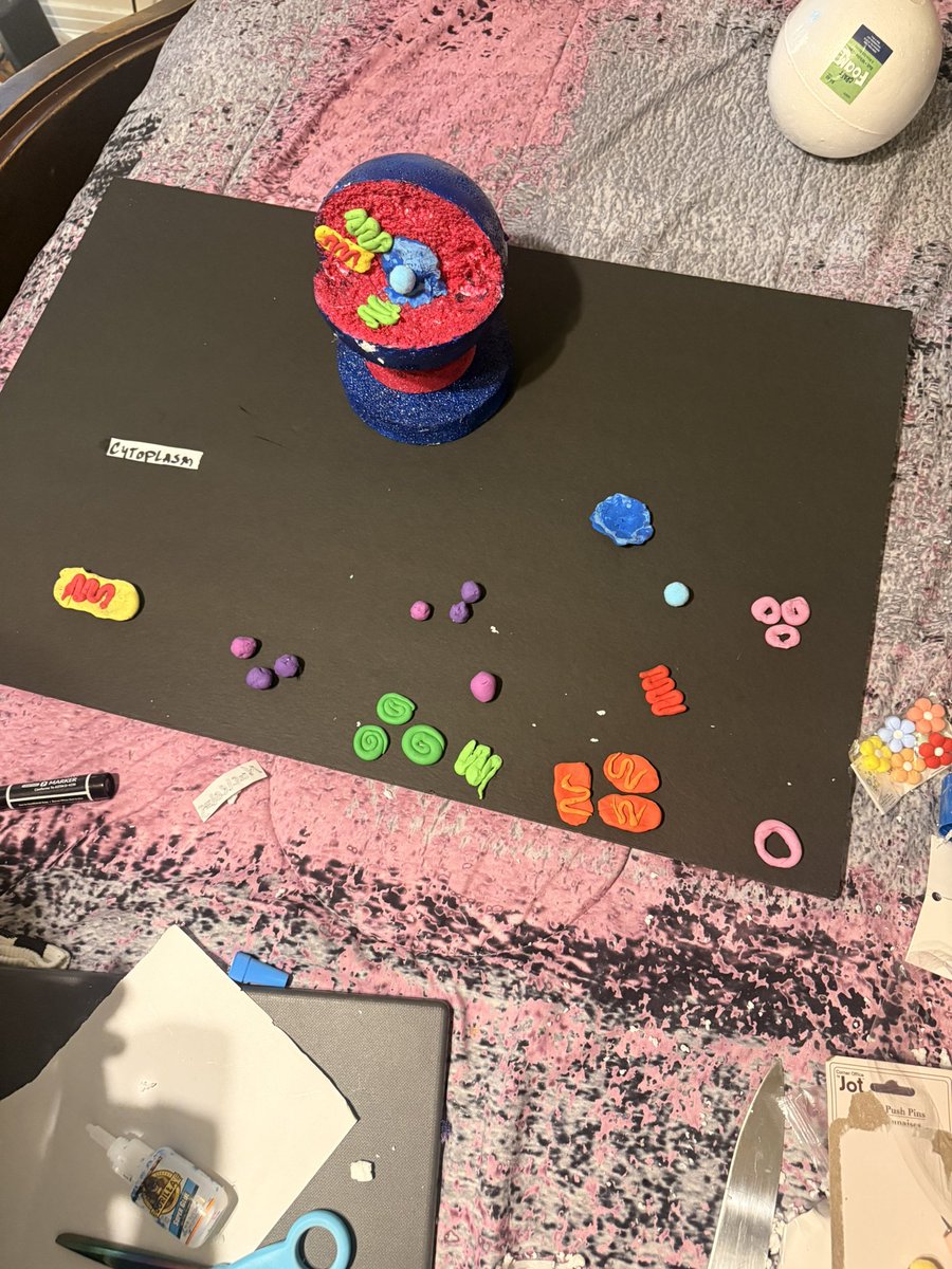 ykitzmarii's tweet photo. Big bro duties after practice 😂💯  helped my sister get her animal cell project together 📚 Being a student-athlete is more than just football. 

@tjkelly17 @GoSaraland @jonhersel
@CoachLanier34 @S_Mosley8
@HallTechSports1 @BrettGreenberg_
@CoachSmook @TDARecruiting @ScoutFball @247Sports @Rivals @SOPPRODUCTIONSS
@StanHouston @On3Recruits @raisingchamps_
@DonnieLeeJr85
@dtagovailoa @AL6AFootball
@helmet2helmt251 @qb_country
@sixstarfootball @youareathlete @coachrsigler
@Excelspeed12 @ethantkey
@ChadSimmons_
@CooperMorreale @PrepRedzoneAL @BenThomasPreps @MrWayneJohnson
@ColePinkston @Hayesfawcett3
@SouthernCharmSp @BabyJoeMedia2
@SOPPRODUCTIONSS @CoachWilk04
@CoachToddBates @PennStateFball @AuburnFootball @CoachDJDurkin
@CoachGolesh @KodiBurns @CoachKingWill @troy_report @TroyTrojansFB @GrubbRyan @RGAlpert @DL_theHUNT @SOPPRODUCTIONSS