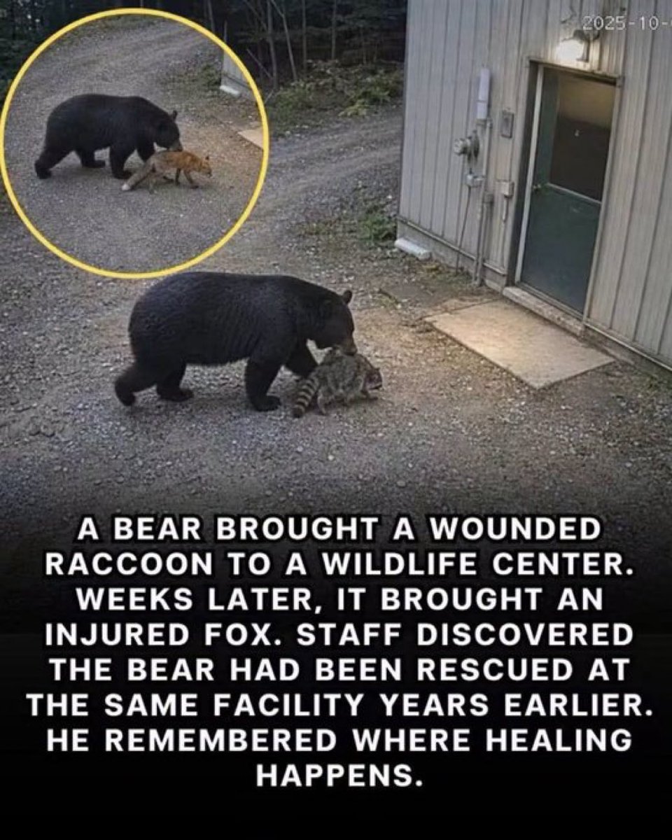 JamesSvedLittD's tweet photo. Animals are amazing. https://t.co/NIeTAYArcT