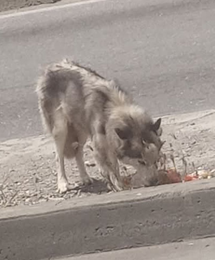 Hospedajeanimal's tweet photo. Reporte de otros: solicitan rescate de este hermoso mestizo de Husky siberiano ojos azules, que está en situación de abandono en la calle, está por la pasarela de Ruiz Pineda, al frente de un kiosco verde, al oeste de Barquisimeto, no deja teléfono. https://t.co/1xsUIJe98H