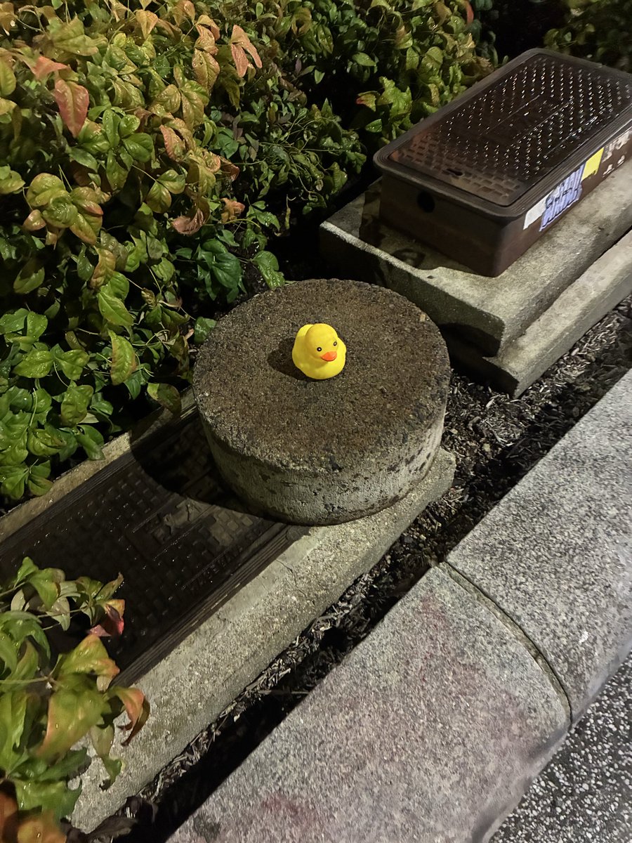 goldeniori's tweet photo. 夜中散歩中に、野生のアヒル
ちゃんと真ん中に正座してえらい( ˊ̱˂˃ˋ̱ ) https://t.co/ASIUKi1SHd