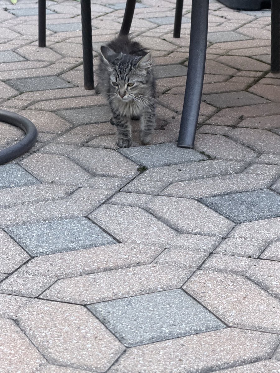 LevantBoi's tweet photo. Came home to find this baby just chillin 😭 https://t.co/jp57mOoGR0