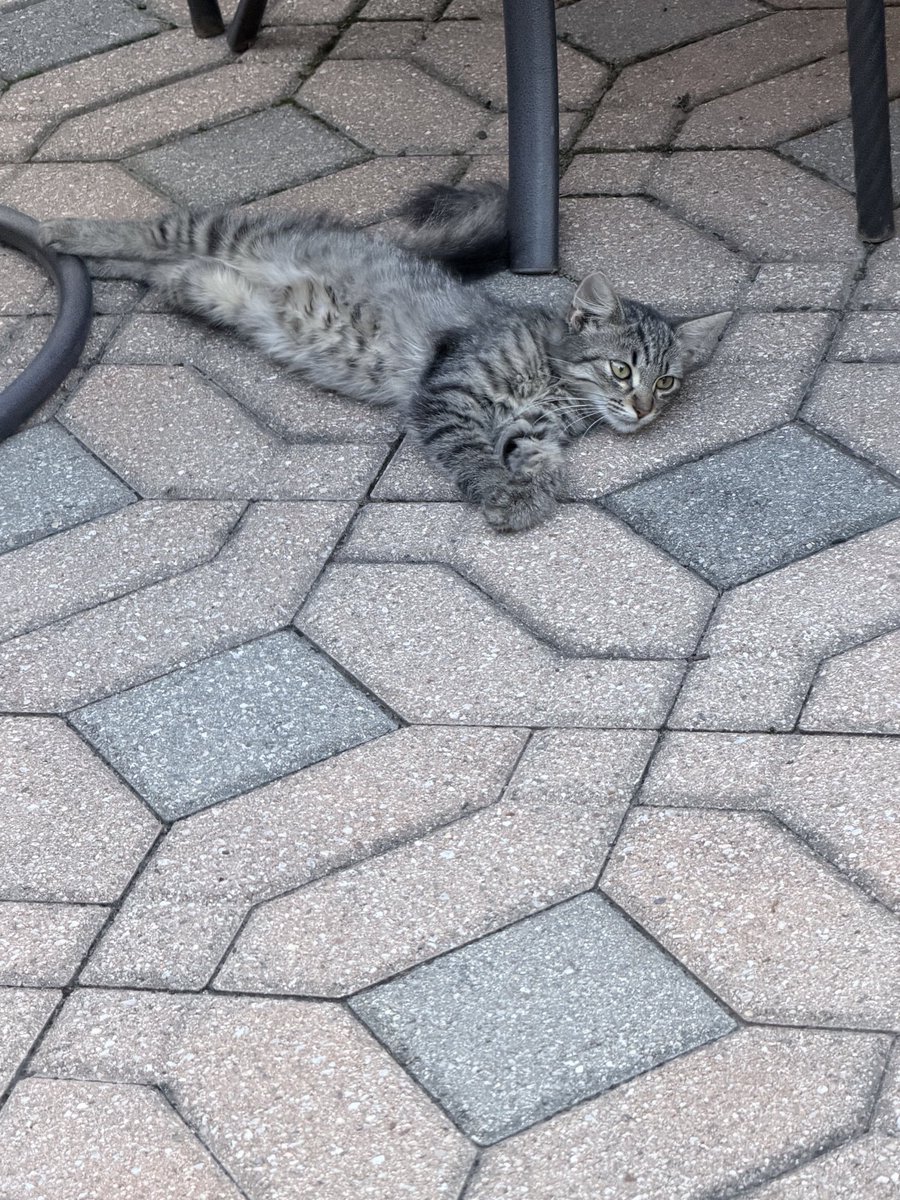 LevantBoi's tweet photo. Came home to find this baby just chillin 😭 https://t.co/jp57mOoGR0