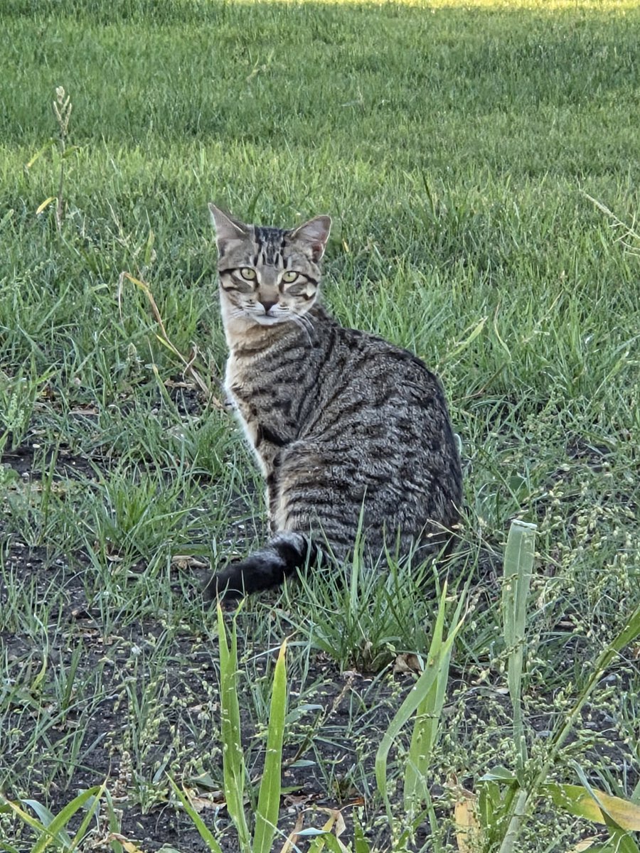 FarmCatsSol's tweet photo. Ready. $FarmCats https://t.co/zRssGvw5AT