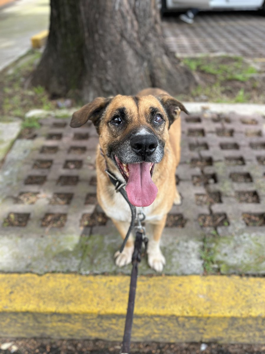 HELA_MORE's tweet photo. ¿Recuerdan a Ruperto? 🥺🐾

Él es el perrito que no ve con un ojito y que nos dijeron que querían matarlo porque supuestamente era “agresivo”.

Pues hoy queremos contarles algo que nos llena el corazón:

Ruperto es uno de los perritos más amorosos y nobles que hemos conocido. ❤️

Desde el primer minuto de conocernos se mostró súper cariñoso, dulce y confiado. Además, convive muy bien con los demás perritos. 🥰

A veces una etiqueta puede condenar a un animal sin darle siquiera la oportunidad de demostrar quién es realmente… y Ruperto nos está demostrando que detrás de esa mirada hay un perrito lleno de amor que solo necesitaba una oportunidad. 🐶💕

Hoy fuimos con él al veterinario porque tiene inflamado el globo ocular. Le mandaron dos gotas diferentes y esperamos que con el tratamiento pueda mejorar pronto. 👁️💗

Posiblemente este domingo Ruperto nos acompañe a la feria de adopción en Parque Hundido. Si están buscando conocer a un perrito noble, cariñoso y muy especial, no pierdan la oportunidad de conocerlo. 🥹🐾

Ruperto está en adopción en CDMX.
📲 5532470501