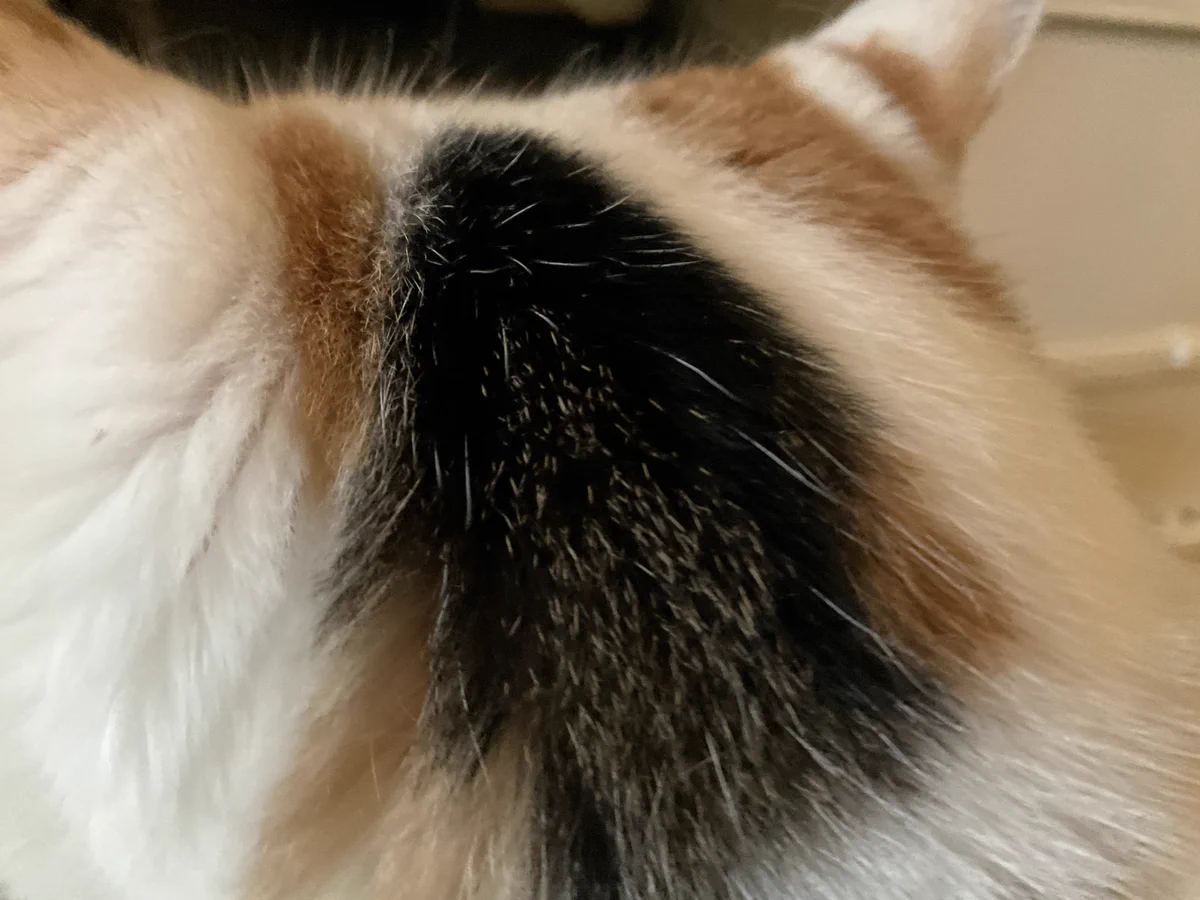 うぐ🍙 on X: 