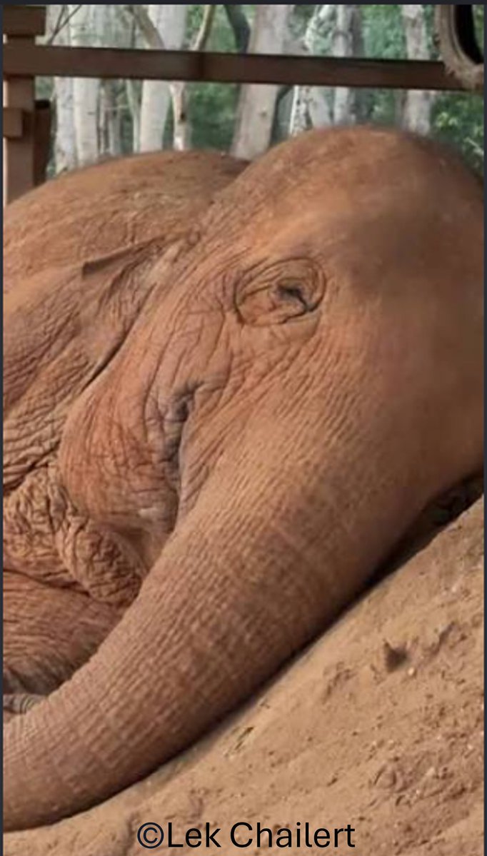 jayne_loza's tweet photo. #SOSMadhubala needs stable, resilient surfaces, including soil or suitable natural substrate with good drainage. A sand or soft-ground resting area could help reduce pressure on her feet and legs. @KmcPakistan @murtazawahab1 @WWFPak https://t.co/tqgxDDSrao
