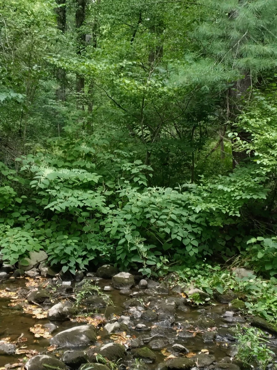 JustinU61775's tweet photo. Nature 🌠 https://t.co/BUVMIiuaq7