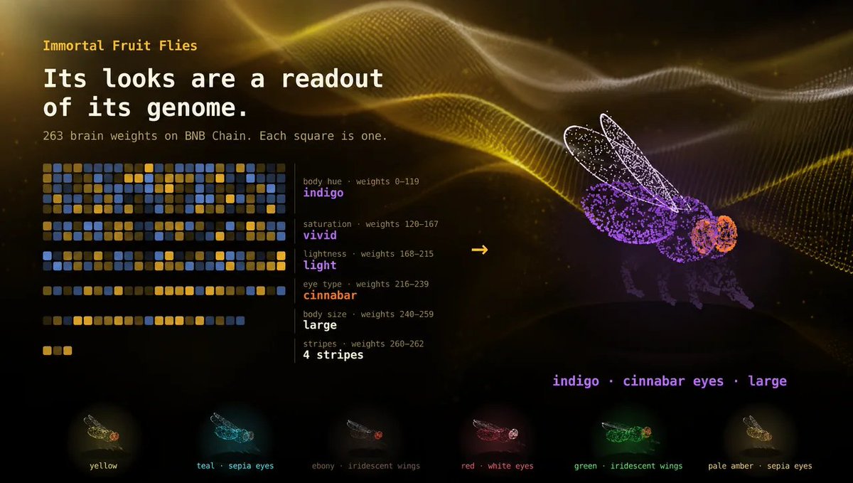 fruitfliesBsc's tweet photo. Every immortal fruit fly now has a phenotype. 

Body colour. Eye type. Size. Stripe pattern.

 All of it computed from the fly’s 263 brain weights stored on @BNBCHAIN. 

Looks aren’t a random skin — they’re a readout of the genome.

 Every existing fly expressed theirs today.  

https://t.co/KKuPQSoxlh

0x73805a46c4c3551574214c8c51813af2182c7777