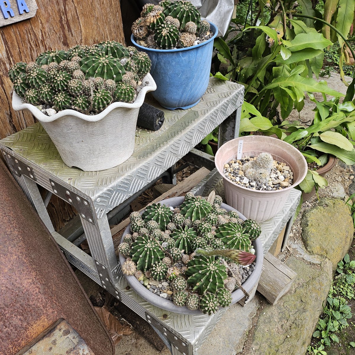 MARUMA072558888's tweet photo. ４個の花芽のうち、１個が成長したサボテン♪
いよいよ花開きます♪

月下美人の花芽も成長しています♪

#花
#月下美人
#サボテン
#kmix_flower https://t.co/a4Yv8nfm8Q